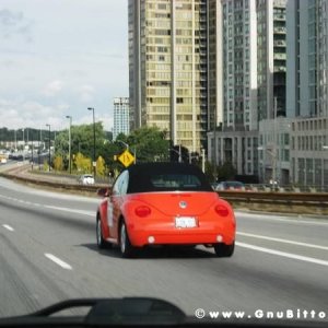 Le vacanze dei Gnubitters!