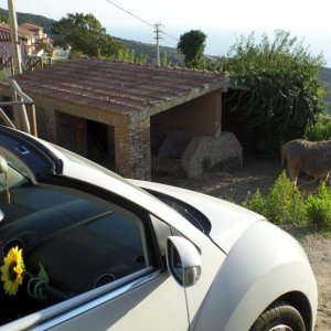 Isola del Giglio estate 2013