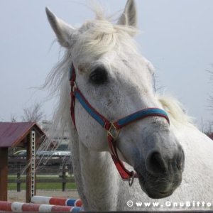 26-03-2006 - SprinGnuBittol 2006