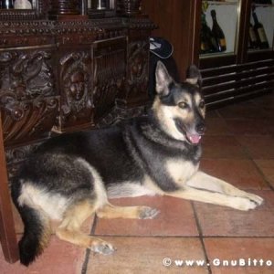 01-06-2008 - ESTremamente Gnu! 2008