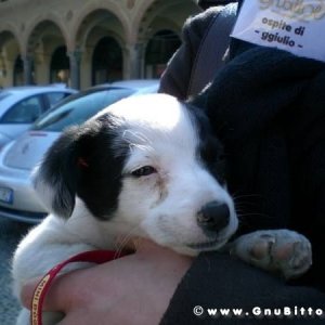 22-03-2009 - SprinGnuBittol 2009