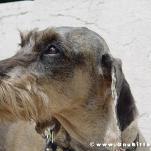 28-06-2009 - scampaGNUata d'estate 2009
