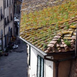 XXV raduno- Toscana 2013