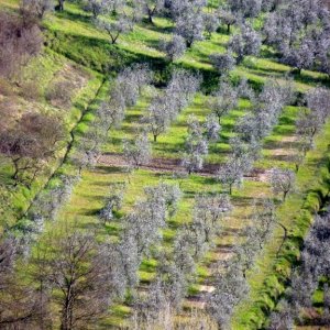 XXV raduno- Toscana 2013