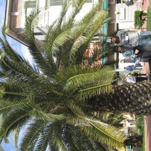 raduno di primavera 2013 secondo album