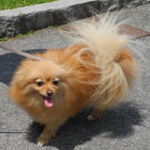 Raduno d'Estate 2013 in Val Seriana