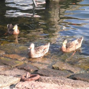 9" meeting sunshinetour 2013  part 1"