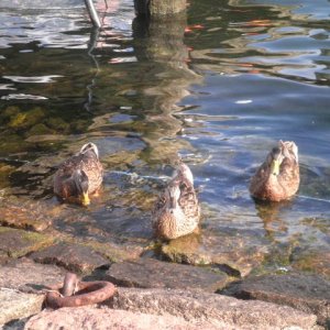 9" meeting sunshinetour 2013  part 1"