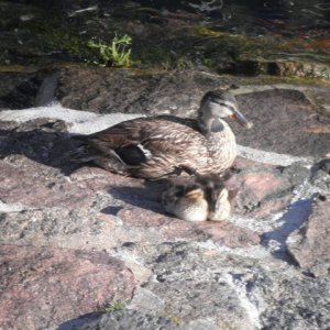 9" meeting sunshinetour 2013  part 1"