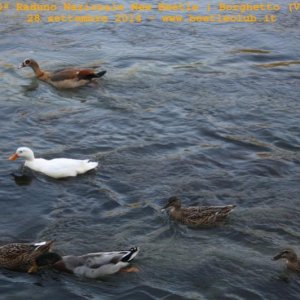 30? Raduno Nazionale New Beetle