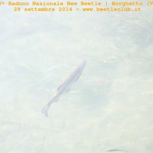 30? Raduno Nazionale New Beetle