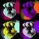L'avatar di schnauzy