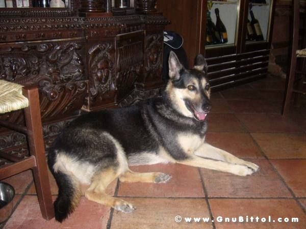 01-06-2008 - ESTremamente Gnu! 2008