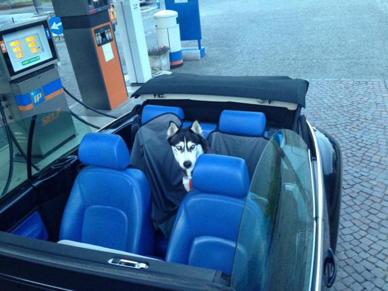 11998829 950945301636497 1546299271 n