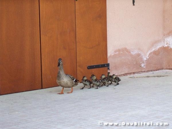 21/22-04-2007 - Laguna Gnu 2007