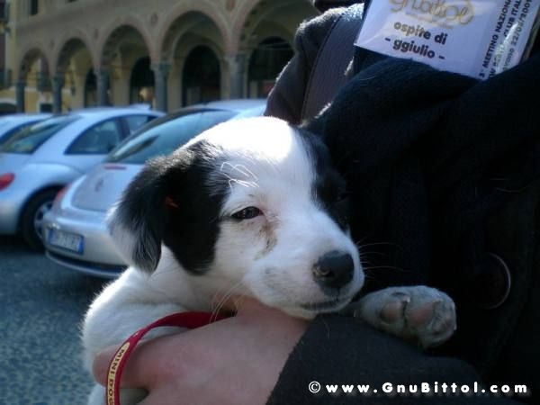 22-03-2009 - SprinGnuBittol 2009