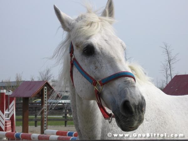 26-03-2006 - SprinGnuBittol 2006