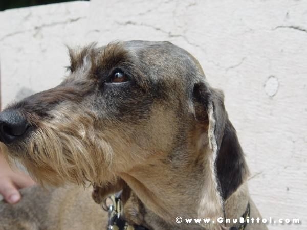 28-06-2009 - scampaGNUata d'estate 2009