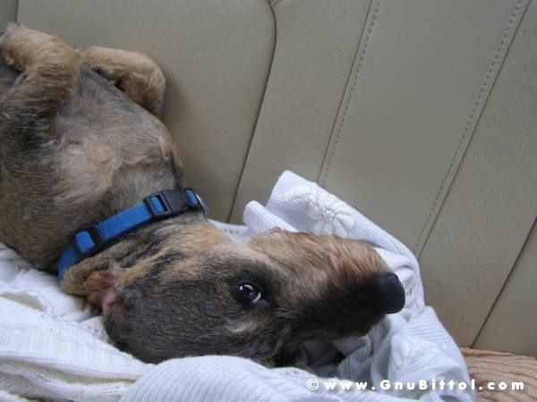 30-03-2008 - pORTA lo Gnu al Lago! 2008