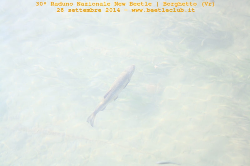 30? Raduno Nazionale New Beetle