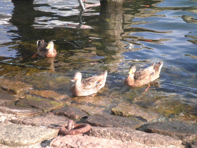 9" meeting sunshinetour 2013  part 1"