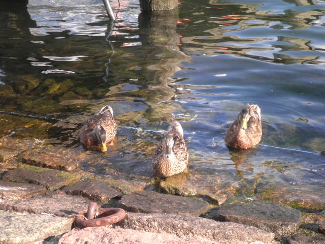 9" meeting sunshinetour 2013  part 1"