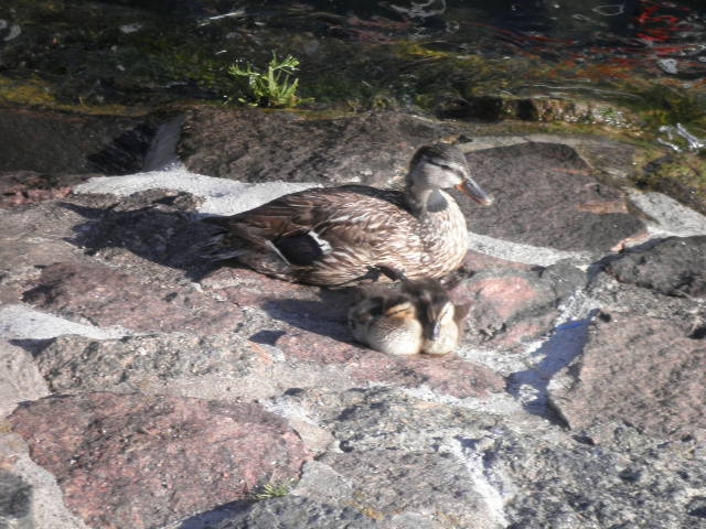 9" meeting sunshinetour 2013  part 1"