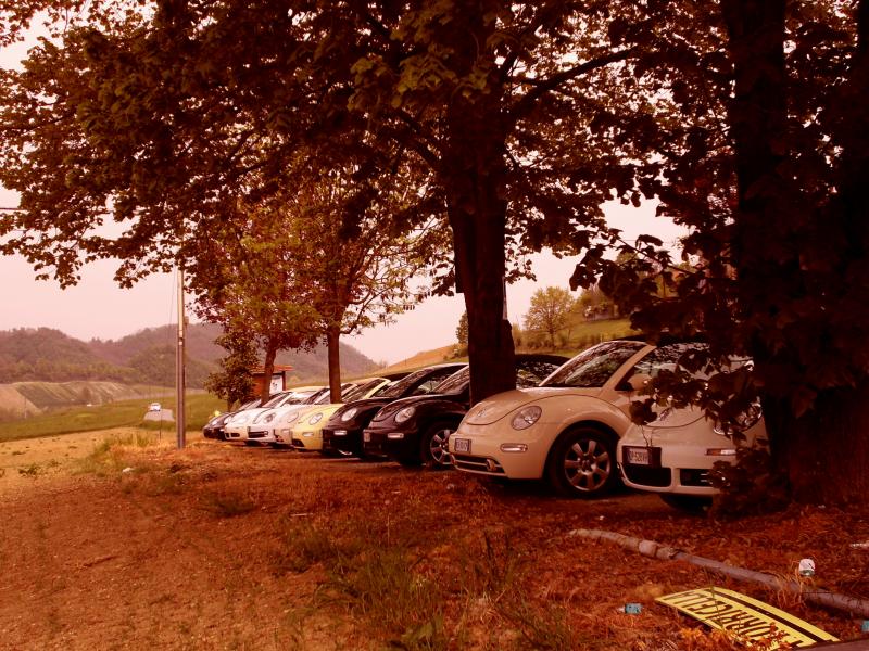 Avvistamenti Beetle Casuali