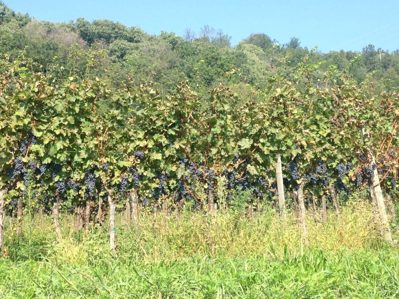 Franciacorta Settembre 2016