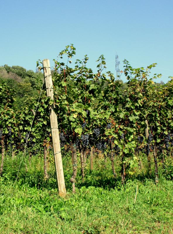 Franciacorta !!!!!!!!!!!!