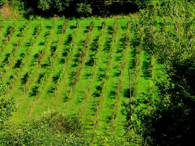 La mia ex VW Golf mk3 1.9 tdi 110ps '94