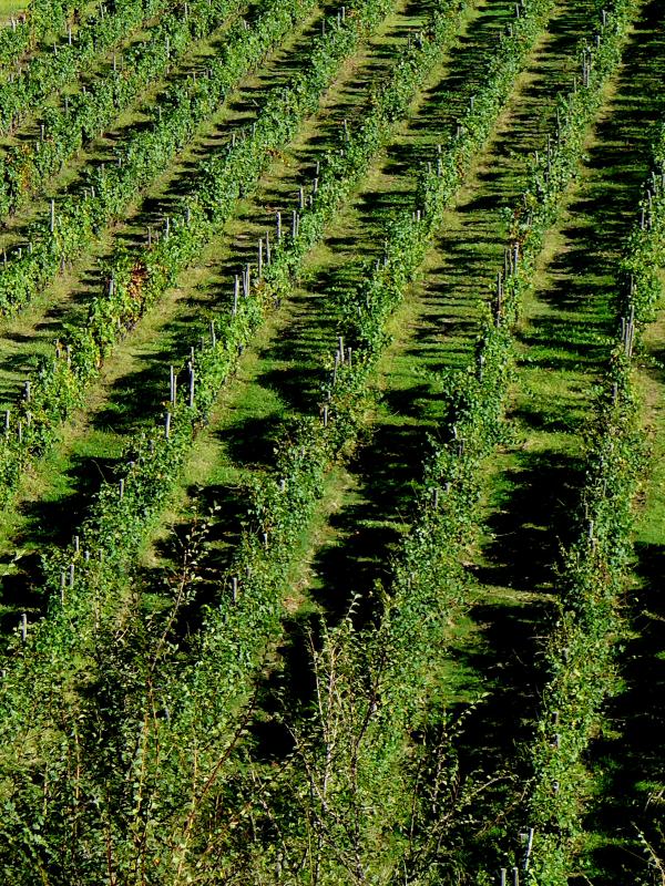 La mia ex VW Golf mk3 1.9 tdi 110ps '94