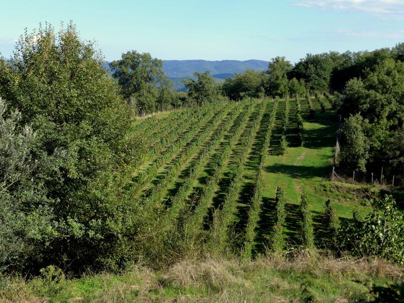 La mia ex VW Golf mk3 1.9 tdi 110ps '94