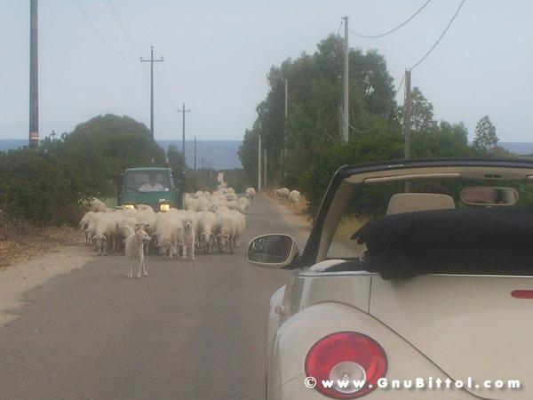 Le vacanze dei Gnubitters!