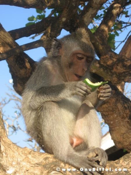 Le vacanze dei Gnubitters!