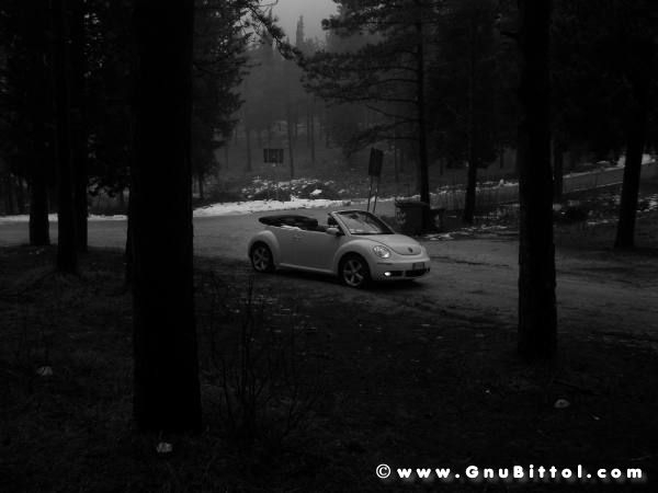 Mozzarellina 2008 - 20**