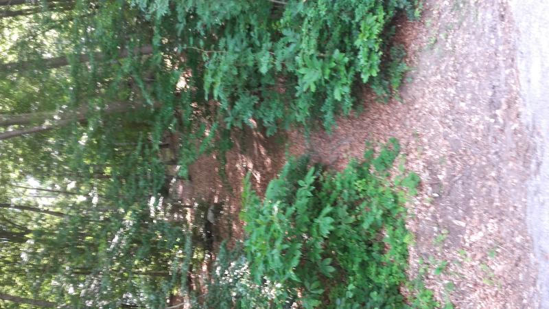 Raduno d' estate 2016 a Rovereto