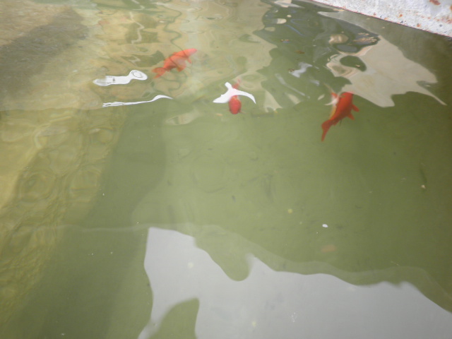 Raduno d'autunno 2011 Rimini