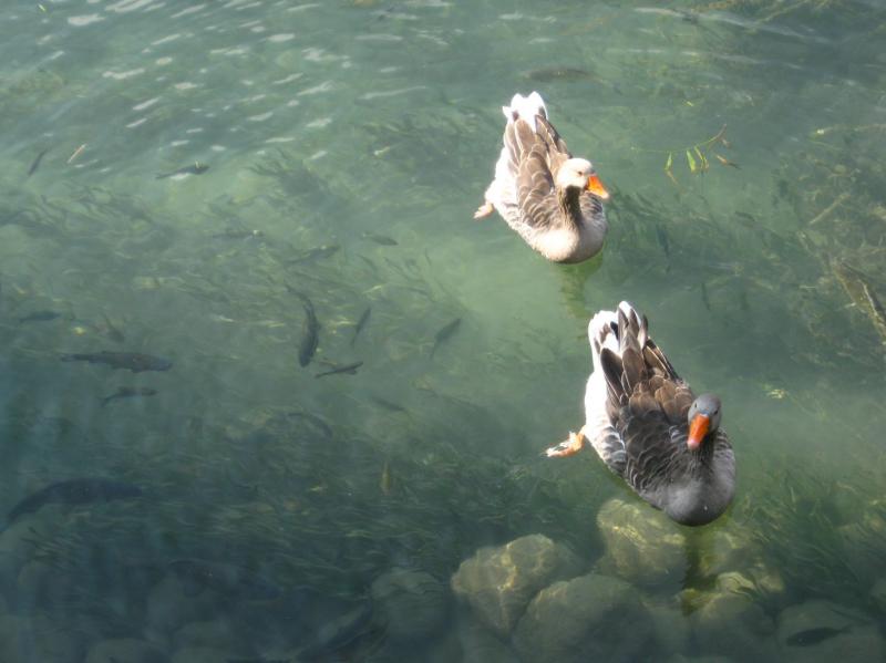 Raduno d'Autunno 2014 a Borghetto (VR)