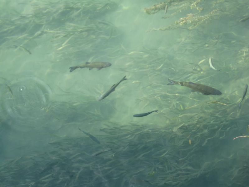 Raduno d'Autunno 2014 a Borghetto (VR)