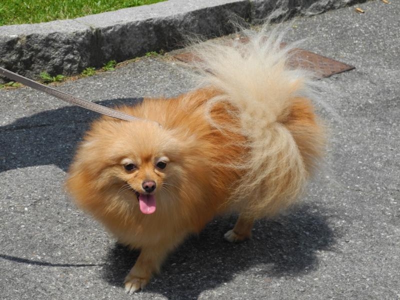 Raduno d'Estate 2013 in Val Seriana