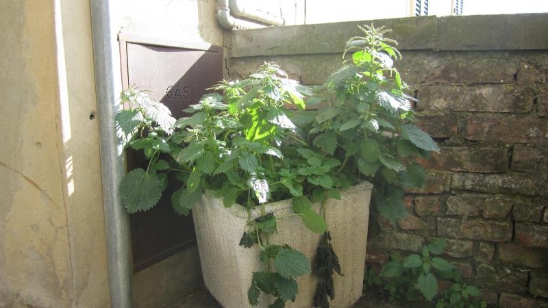 raduno di primavera 2013 primo album