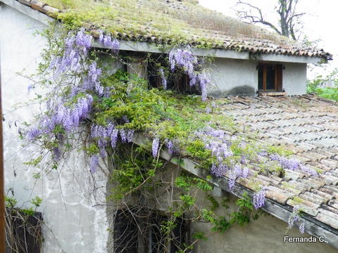 Raduno di Primavera Vigoleno