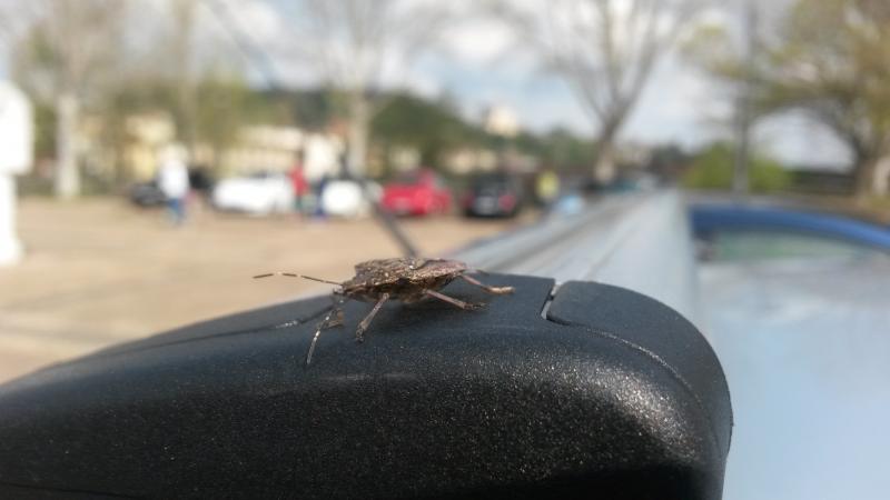 Raduno short di primavera a Lucca :-)