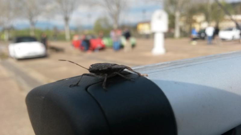 Raduno short di primavera a Lucca :-)